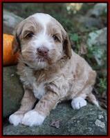 Ellie Parson pups 4 wks old 291