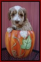 Ellie Parson pups 5 wks old 261