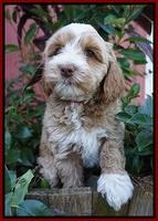 Ellie Parson pups 7 wks old 411