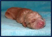London Raki Newborn individuals 21