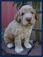 London Raki pups 4 wks old 11