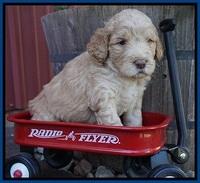 London Raki pups 4 wks old 31