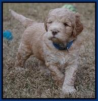 London Raki pups 5 wks old 2100