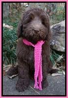 London Raki 8 wks old 850