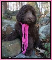 London Raki 8 wks old 950