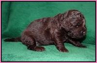 London Raki pups 2 wks old 171
