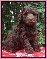 London Raki pups 7 wks old 51