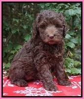 London Raki pups 7 wks old 61