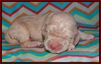 London Raki pups 1 wk old 51