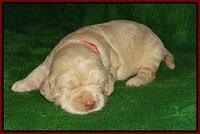 London Raki pups 2 wks old 41