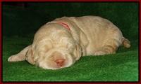 London Raki pups 2 wks old 51