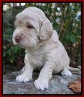 London Raki pups 3 wks old 41