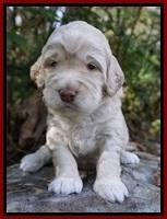 London Raki pups 3 wks old 51