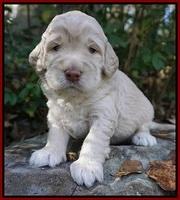 London Raki pups 3 wks old 61