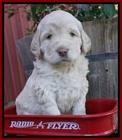 London Raki pups 4 wks old 101