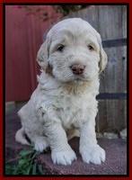 London Raki pups 4 wks old 81