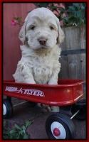 London Raki pups 4 wks old 91