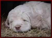 London Raki pups 5 wks old 11100