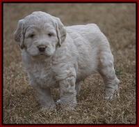 London Raki pups 5 wks old 8100