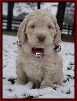 London Raki pups 6 wks old 51