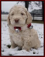 London Raki pups 6 wks old 61