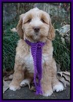 London Raki 8 wks old 350