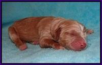 London Raki Newborn individuals 81