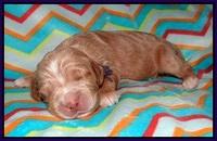 London Raki pups 1 wk old 71