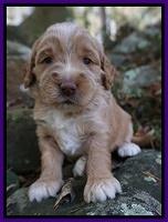 London Raki pups 3 wks old 71