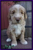 London Raki pups 4 wks old 141
