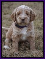 London Raki pups 5 wks old 15100