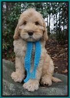 London Raki 8 wks old 91
