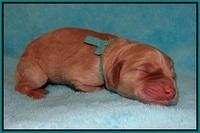 London Raki Newborn individuals 101