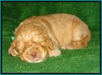 London Raki pups 2 wks old 111
