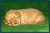 London Raki pups 2 wks old 91