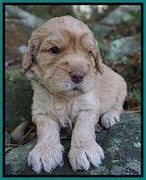 London Raki pups 3 wks old 121