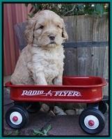 London Raki pups 4 wks old 161