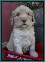 London Raki pups 4 wks old 171