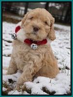 London Raki pups 6 wks old 141