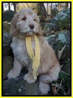 London Raki 8 wks old 450
