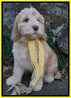London Raki 8 wks old 550
