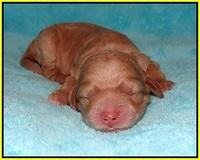 London Raki Newborn individuals 141