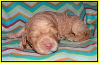 London Raki pups 1 wk old 161