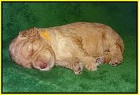 London Raki pups 2 wks old 201