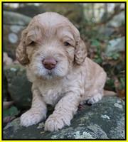 London Raki pups 3 wks old 211