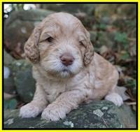 London Raki pups 3 wks old 221