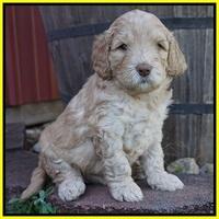 London Raki pups 4 wks old 211