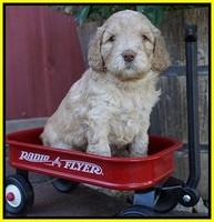 London Raki pups 4 wks old 221