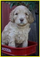 London Raki pups 4 wks old 231