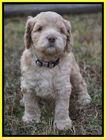 London Raki pups 5 wks old 29100